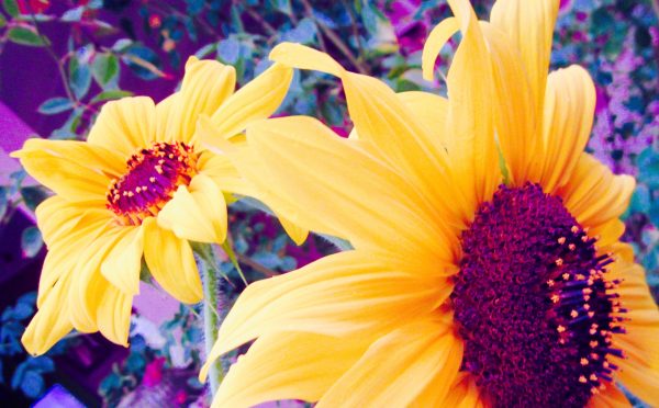 Up-close photo of sunflowers.
