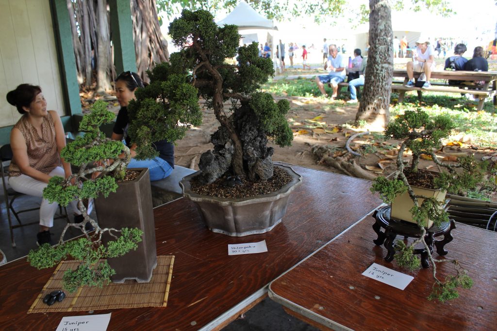 Bonsai Tree exhibit displaying trees as old as thirty years.