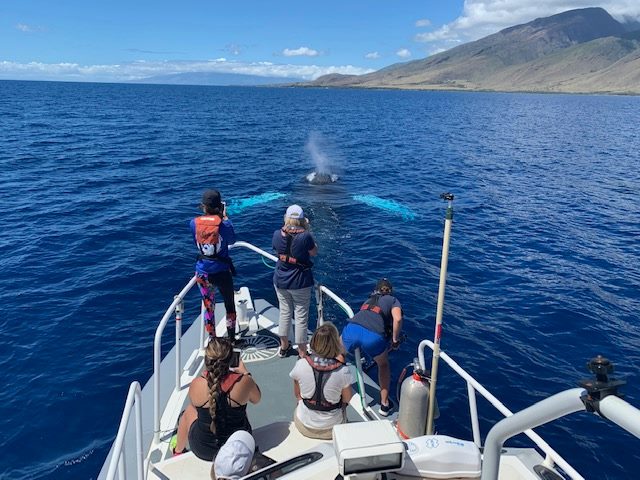 Students from the Marine Mammal Biology class photograph a nearby whale while out on a boat for their class.