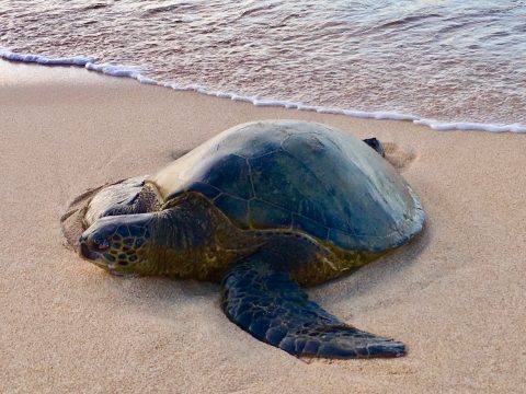Picture of a honu resting on the shore.
