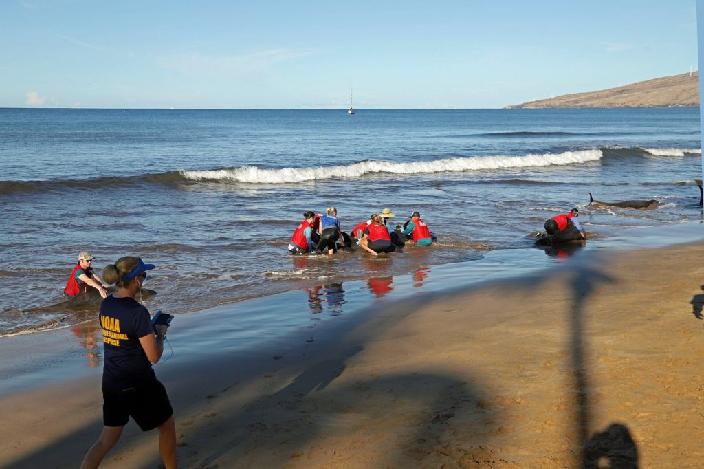 Professionals rush to help some stranded melon-headed whales on Maui.