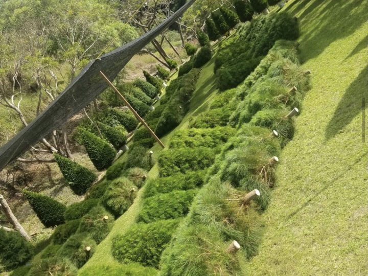 Kula Botanical Garden Sells Out Of Christmas Trees Fast!