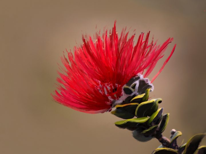 “Lone Blossom” by Hiwalani Nahoʻolewa