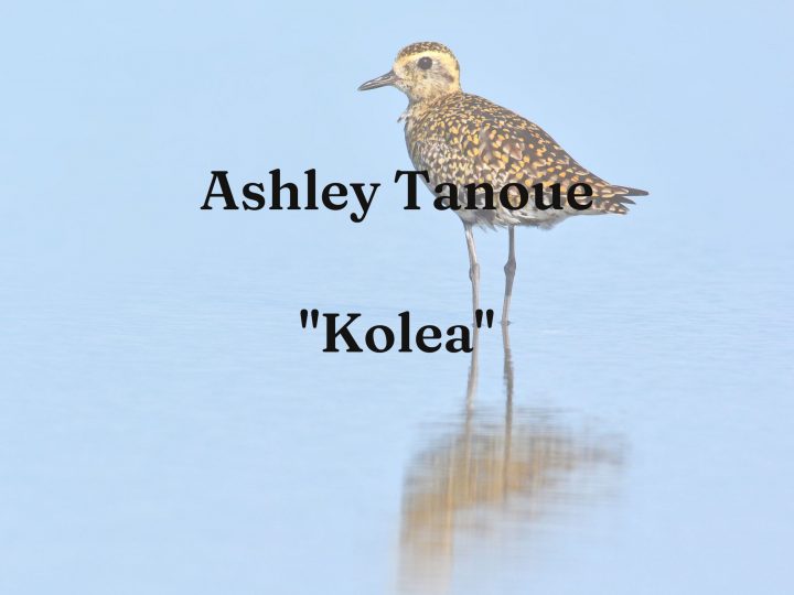 Ashley Tanoue, “Kolea”