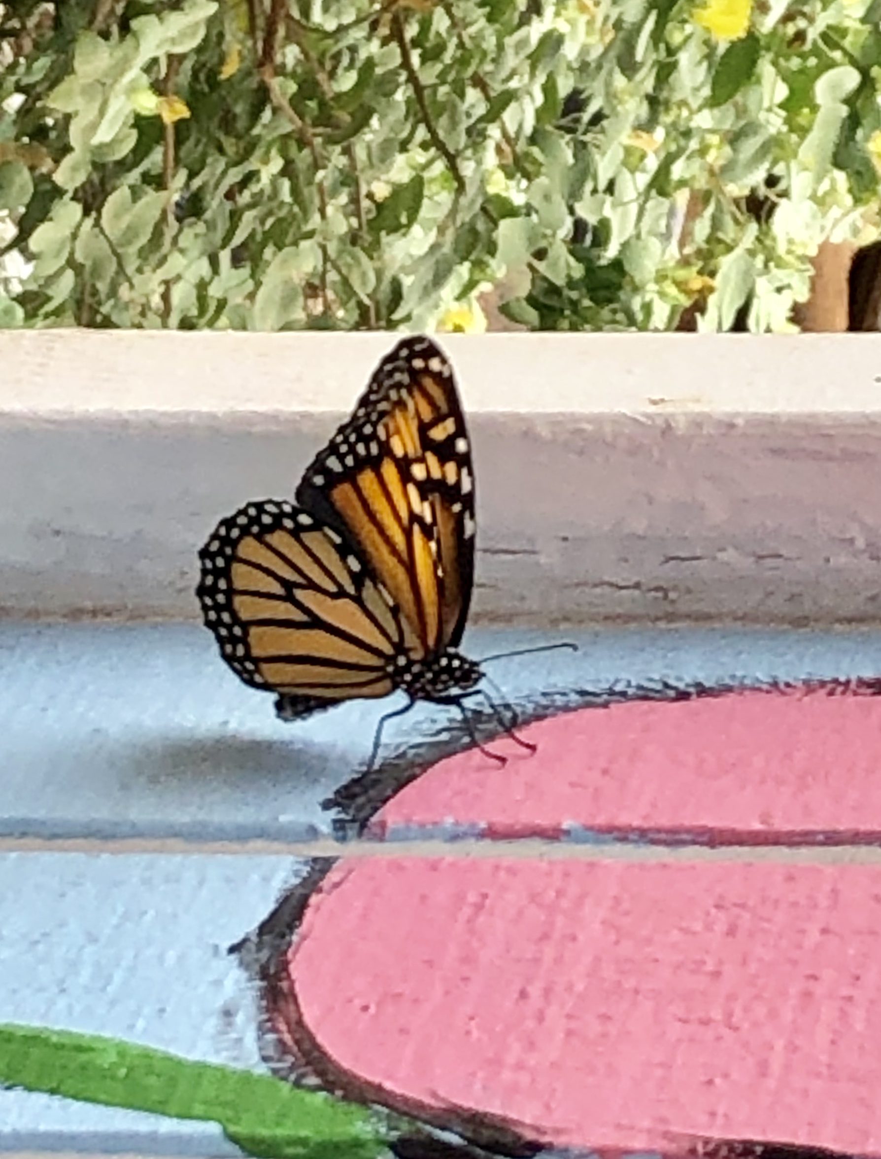 Butterfly at the greenhouse