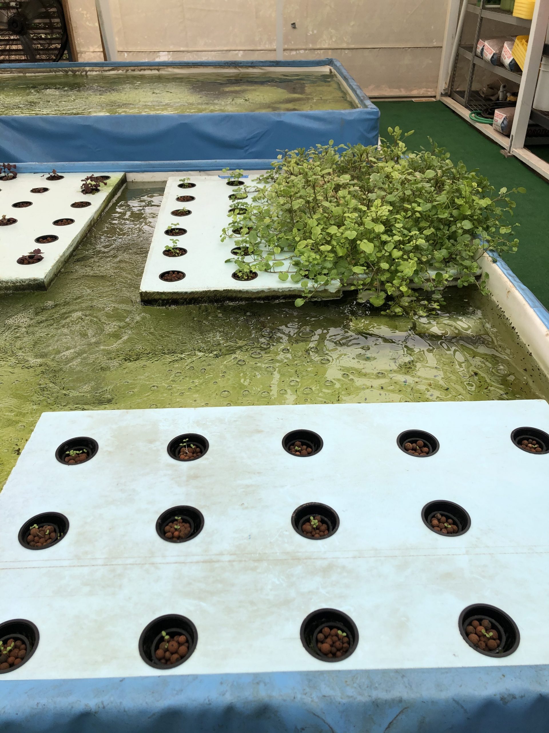 Blue Zones tour of the greenhouse