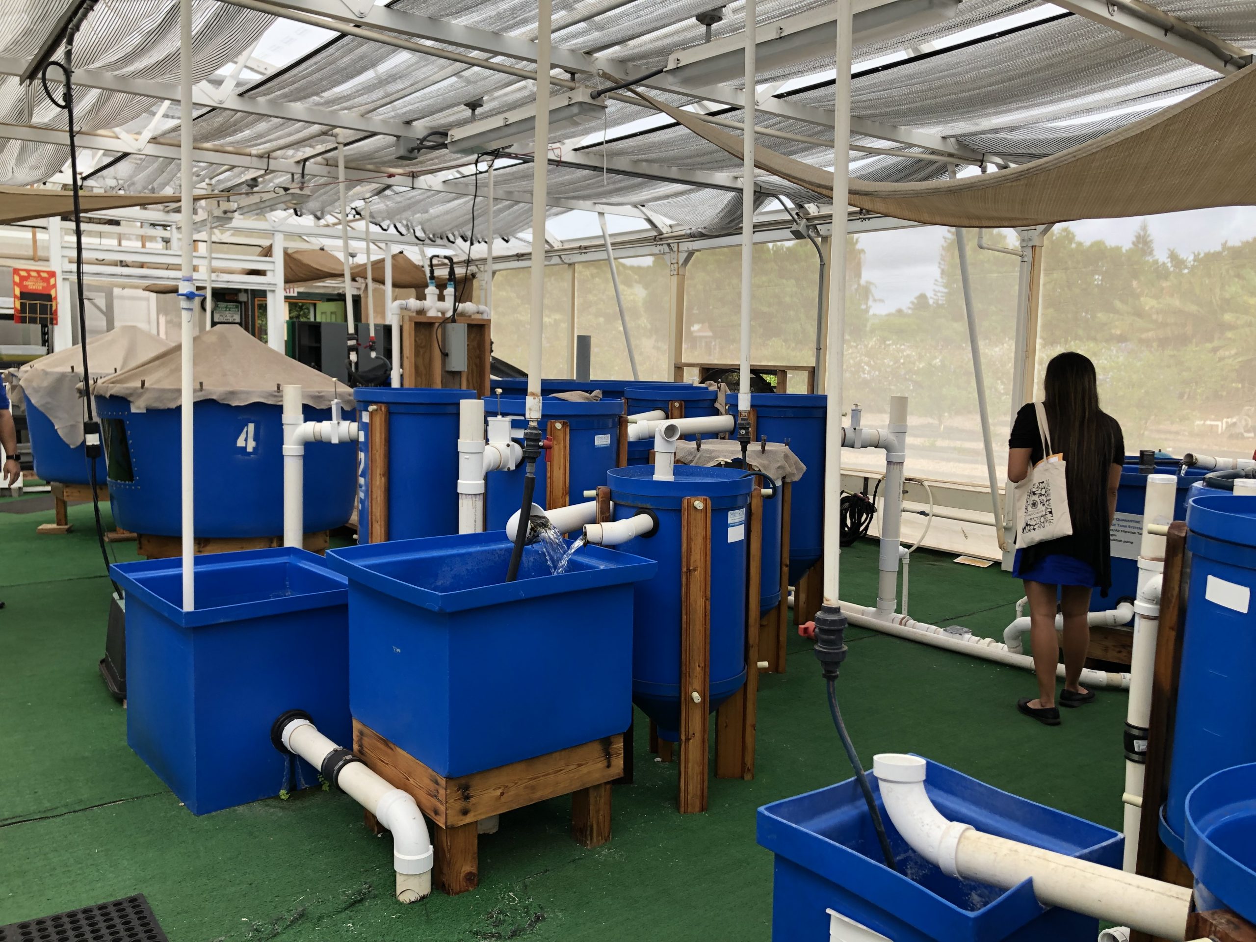 Blue Zones tour of the greenhouse