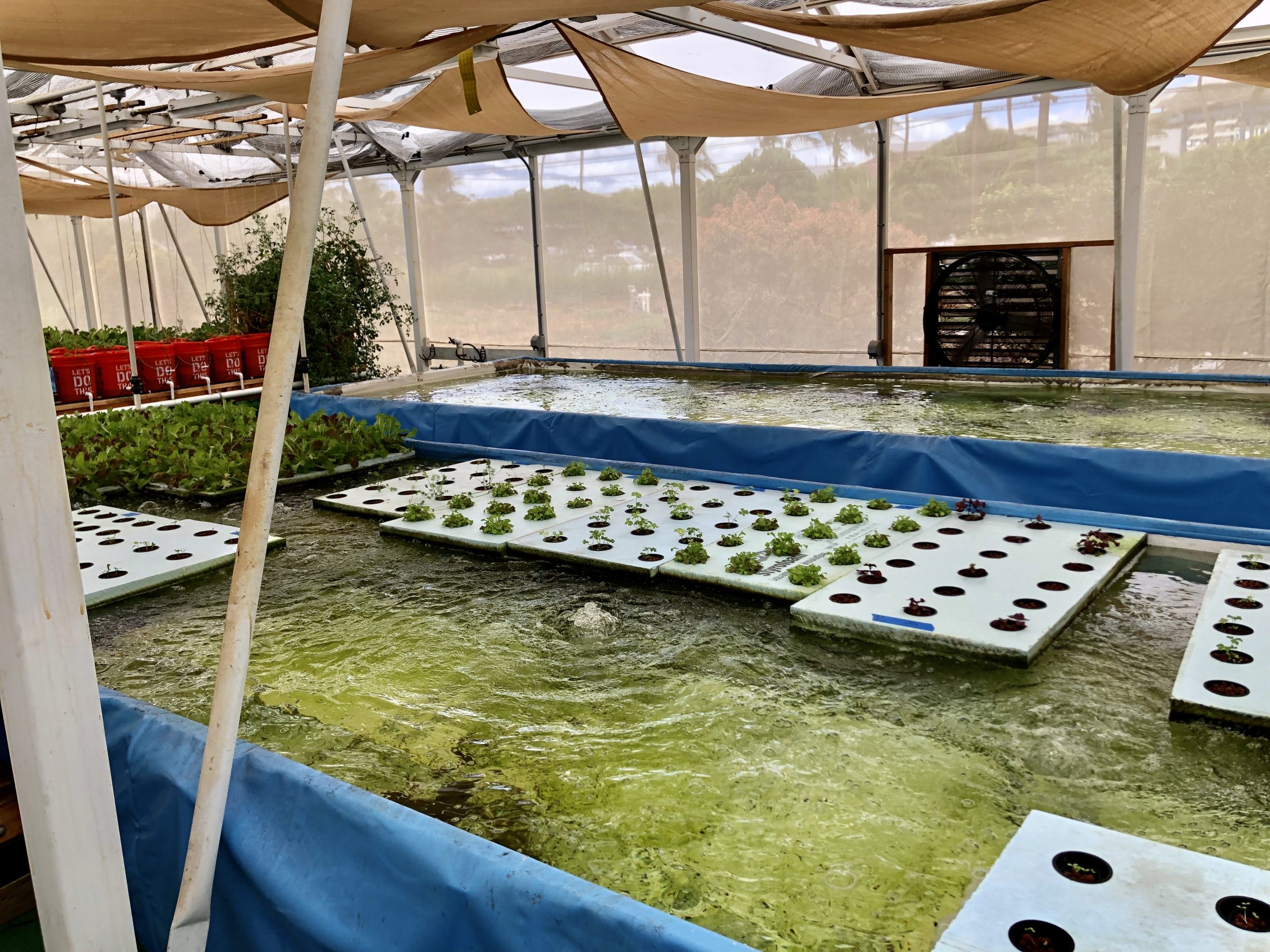 Blue Zones tour of the greenhouse