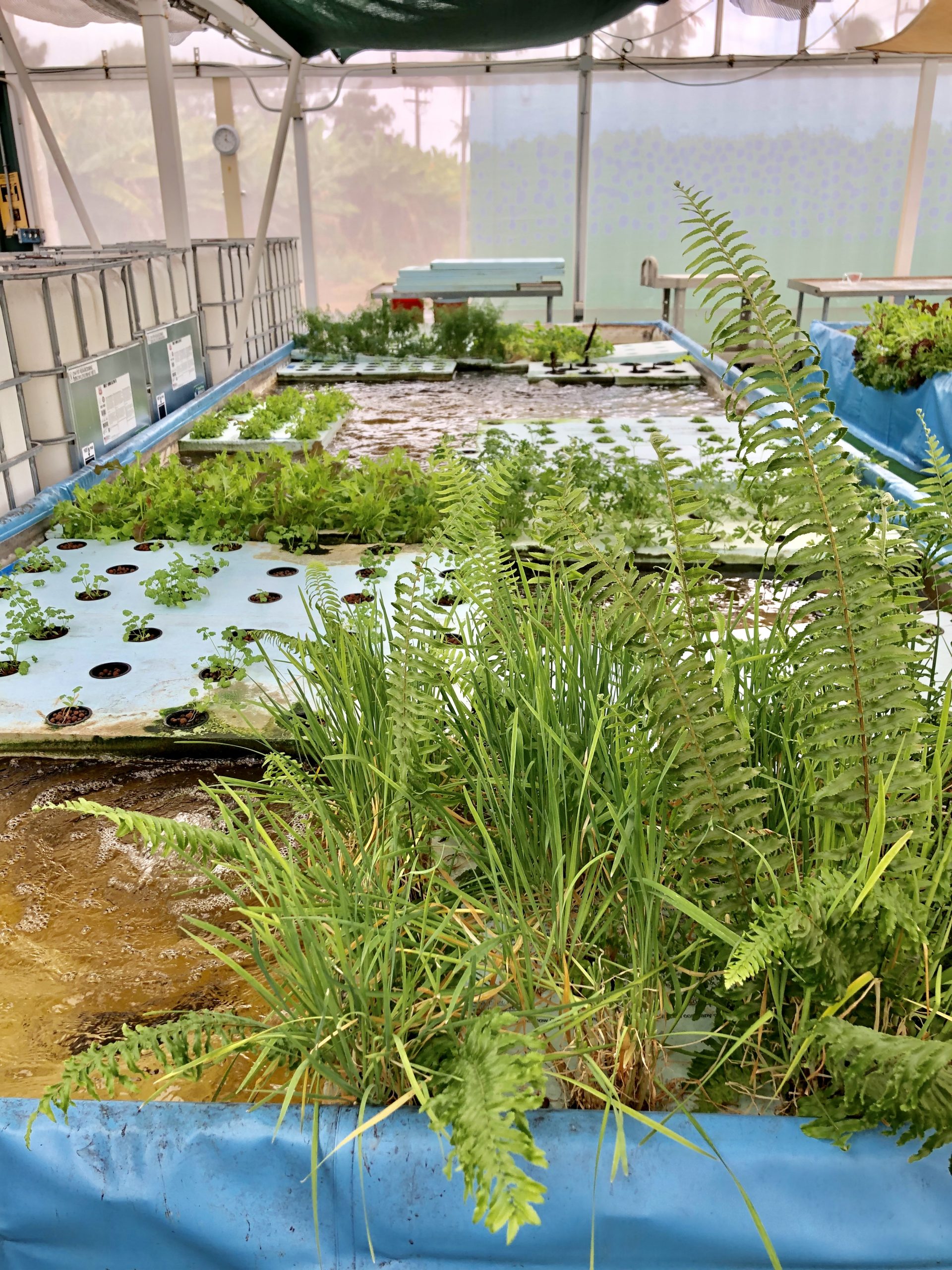 Blue Zones tour of the greenhouse