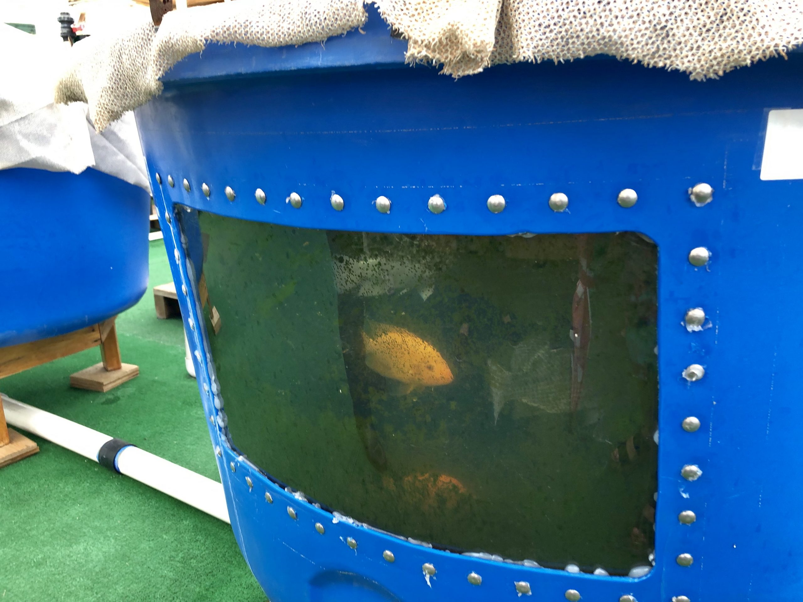 Fish in the tanks of the greenhouse